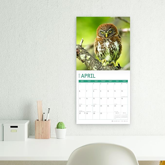 2025 Owls Monthly Wall Calendar by Bright Day, Includes Over 300 Stickers, 12 x 12 Inch